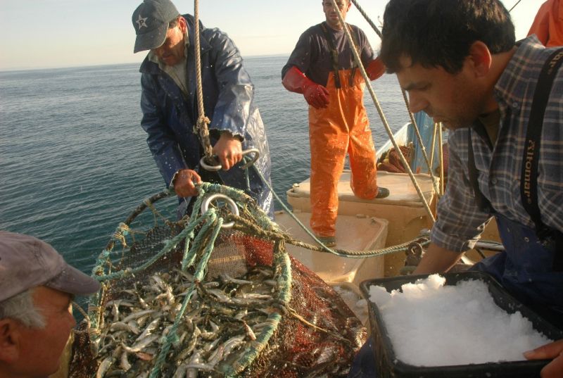 Preparar o gelo para cobrir o peixe dentro das caixas - é o gelo que mantém o peixe fresco e com qualidade.