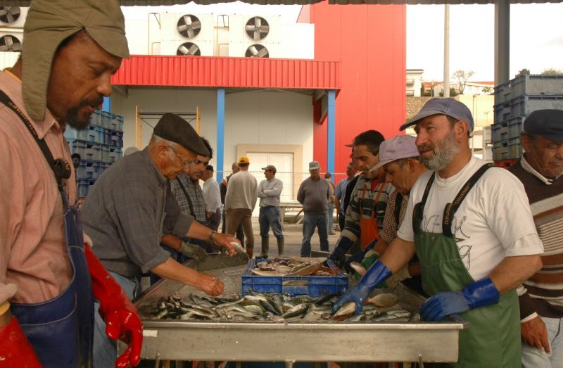 Já na lota, os pescadores escolhem o peixe para o vender. 